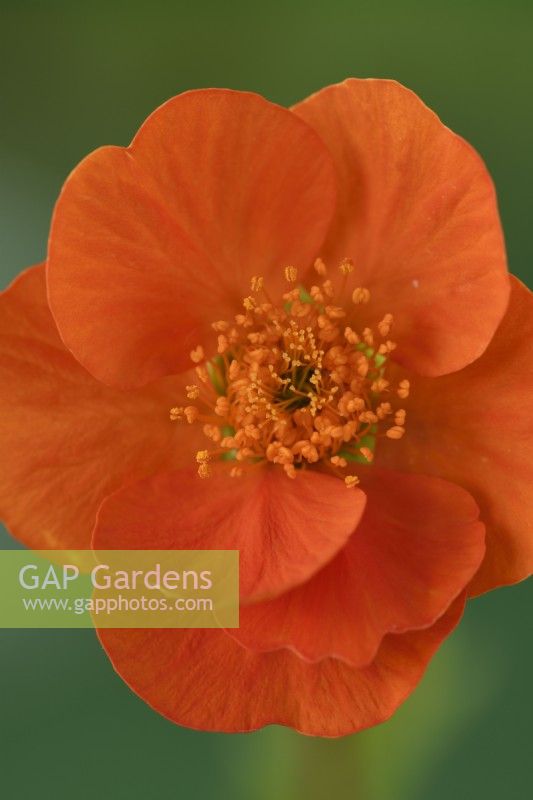 Geum  'Tosai'  Avens  May