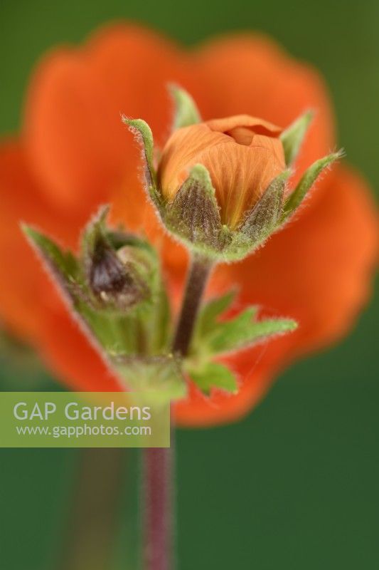 Geum  'Tosai'  Avens flower bud  May