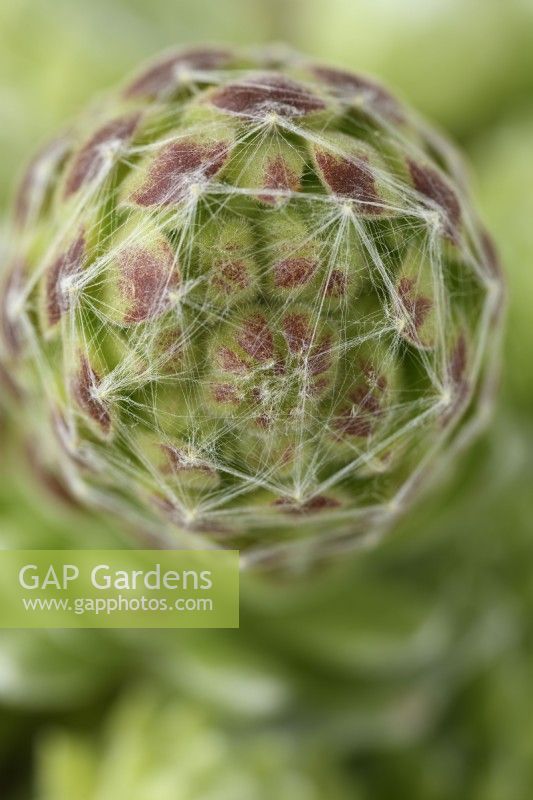 Sempervivum arachnoideum  Cobweb houseleek flower stalk growing  May
