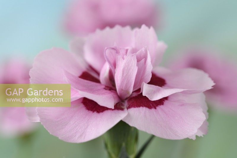 Dianthus  'Baby Doris'  Pink  May
