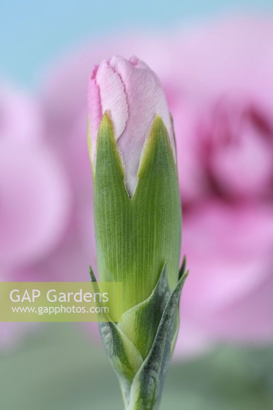 Dianthus  'Baby Doris'  Pink flower bud   May
