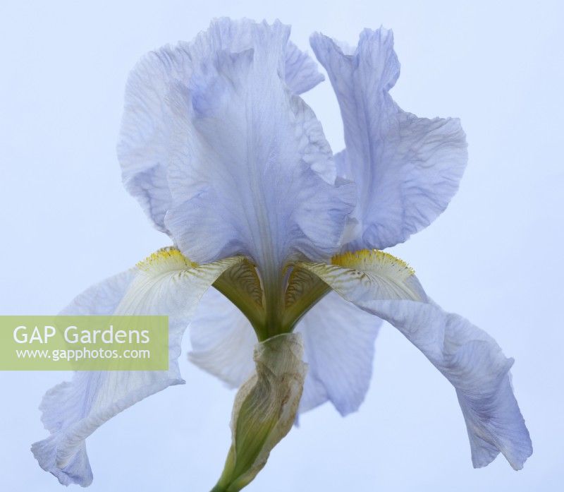 Iris  'Jane Phillips'  Tall Bearded Iris  May
