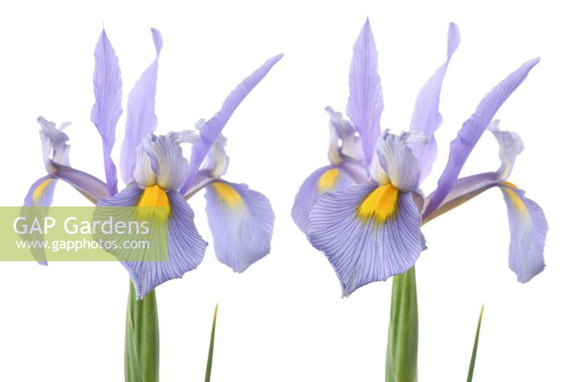 Iris  'Pink Panther'  Dutch iris  Composite picture  May