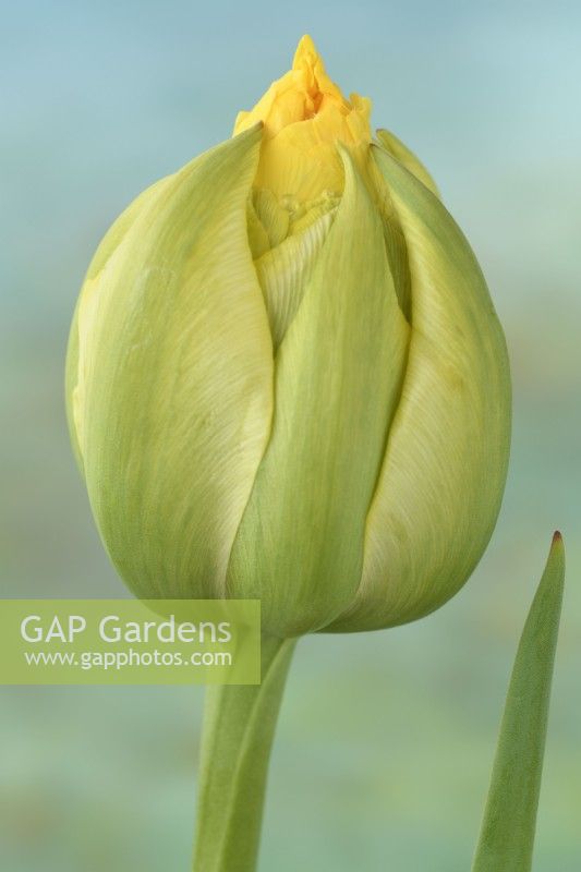 Tulipa  'Vanilla Coupe'  Tulip  Double Late Group  May