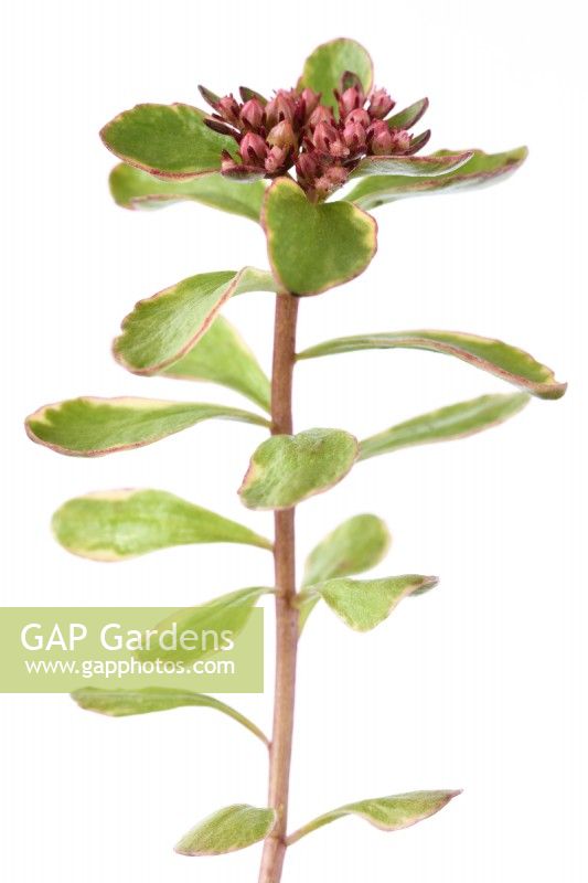 Sedum kamtschaticum var. kamtschaticum  'Variegatum'  Variegated orange stonecrop flower buds  May