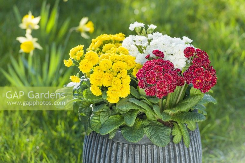 Primula 'Pollyanna Sunny Yellow', 'Touch of Gold' and 'Frosty White' planted in a container for a spring garden display. March