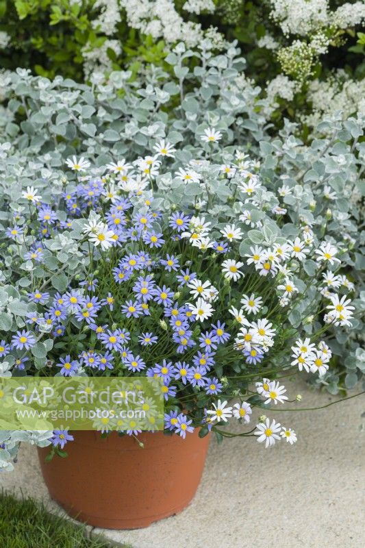 Felicia amelloides and Helichrysum petiolare in a container. Blue and white Cape Asters. May