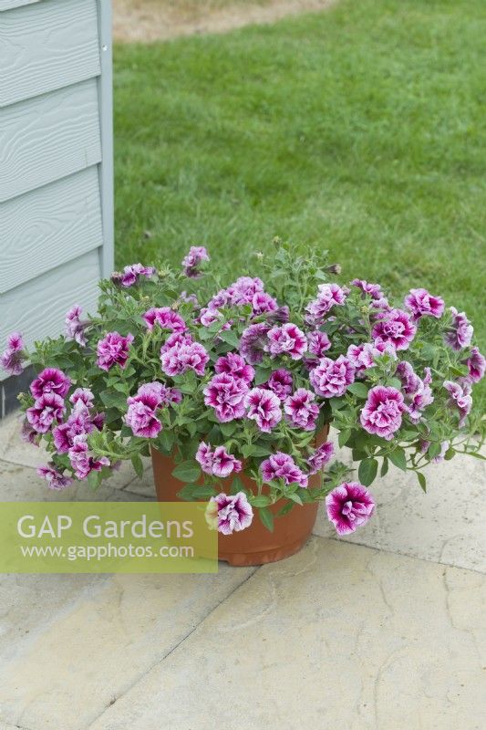 Petunia 'Tumbelina Francesca' flowering in a container on a patio. June