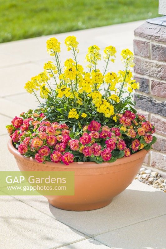 Primula 'Belarina Nectarine' and Erysimum 'Spring Breeze Sunglow' growing in a large bowl-shaped plastic container on a patio. May