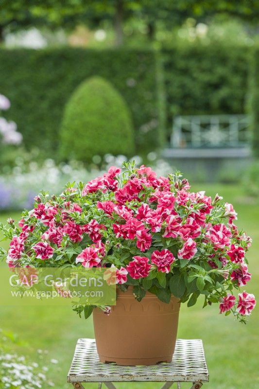 Petunia 'Tumbelina Cherry Ripple' growing in a pot on a garden table. May