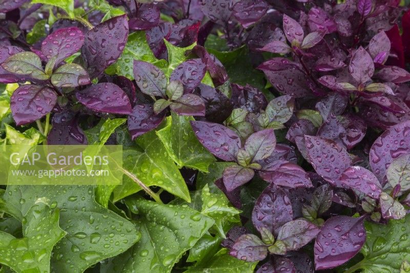 Hedera helix - Ivy and Alternanthera 'Purple Prince' in summer.