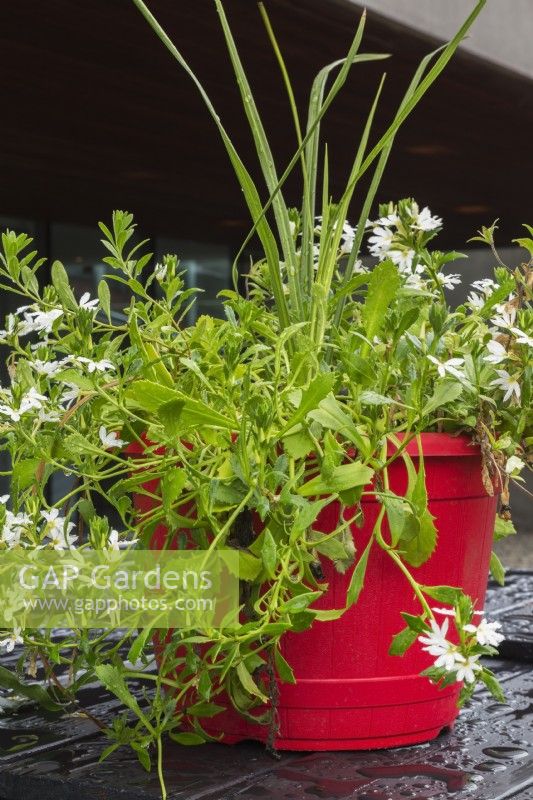 Scaevola aemula 'Whirlwind White' - Fairy Fan Flower growing in red container in summer.