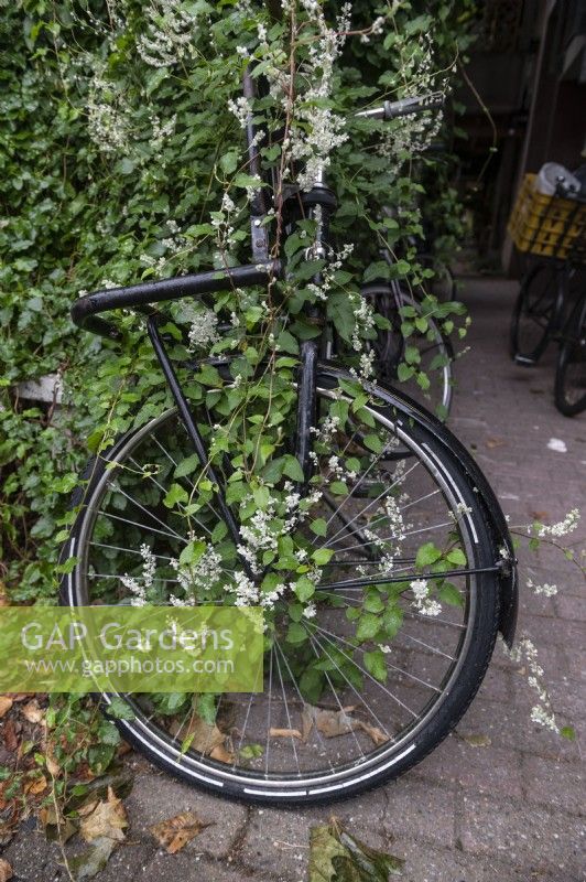 Fallopia baldschuanica Russian-vine takes over a parked bicycle in Amsterdam The Netherlands