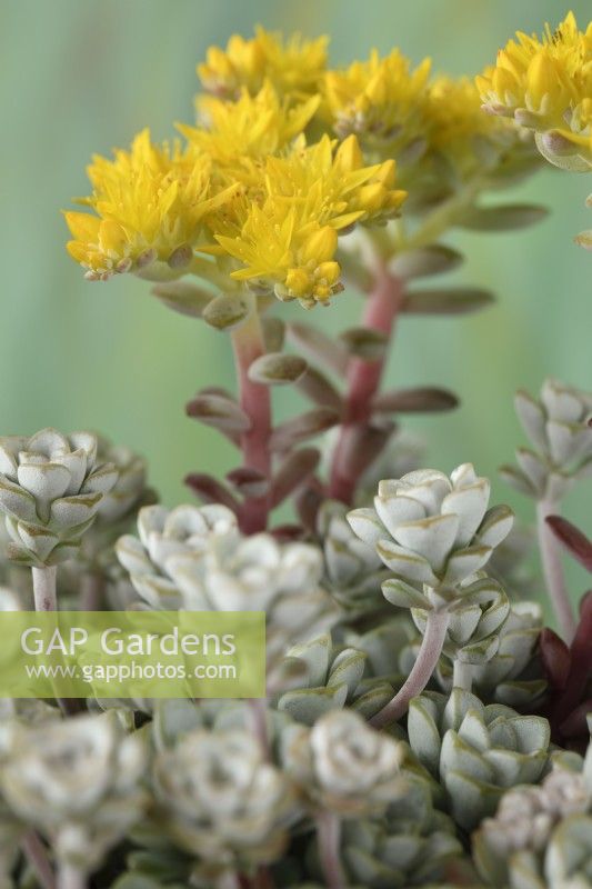 Sedum spathulifolium  'Cape Blanco'  Spoon-leaved stonecrop  June