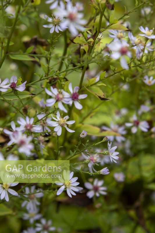 Symphyotrichum cordifolium 'Aldebaran' - blue wood aster - September