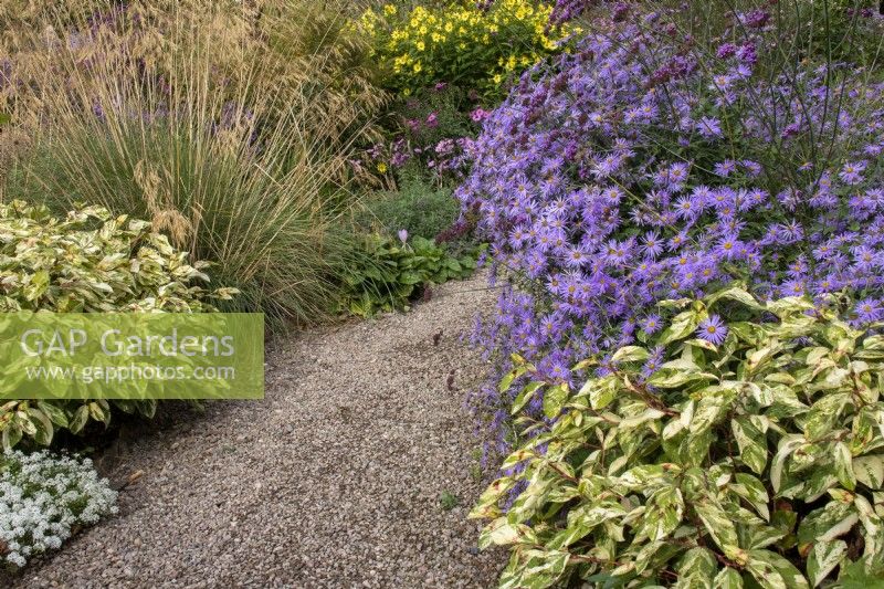 Gravel path through borders with asters and Persicaria virginiana 'Painter's Palette' at The Picton Garden, Herefordshire