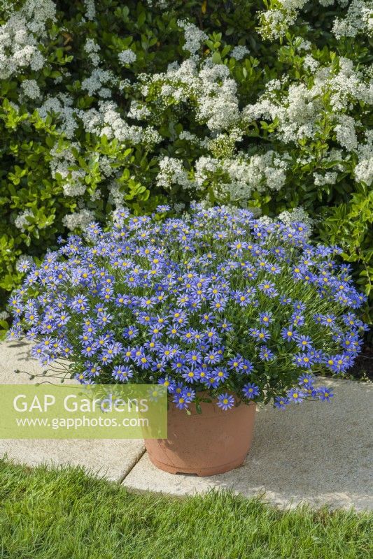 Felicia amelloides 'Friends Blue' in a container. Cape Aster. May