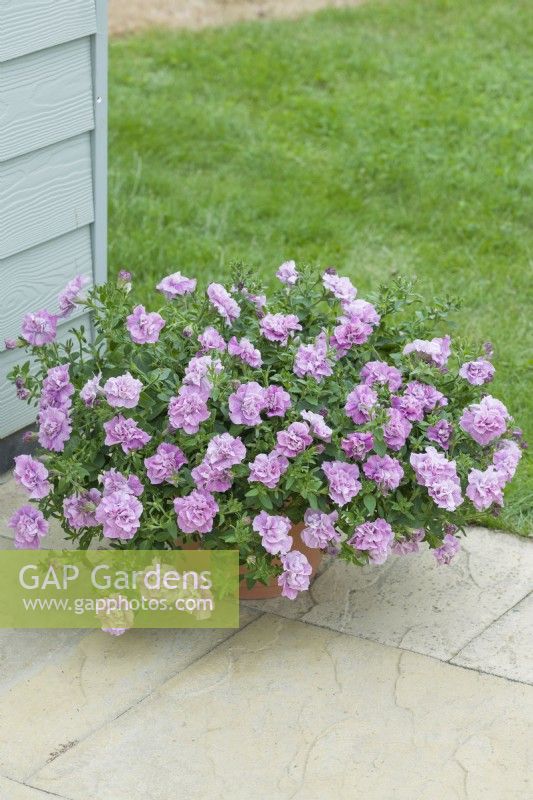 Petunia 'Compact Angela'. Double dusky pink petunia growing in a container. June