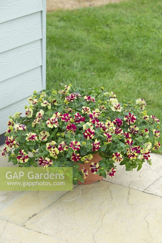 Petunia 'Compact Crazy Ripple' growing in a container. June