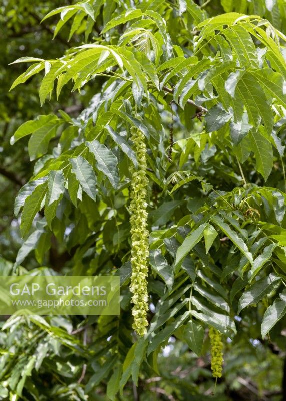 Pterocarya fraxinifolia, spring April