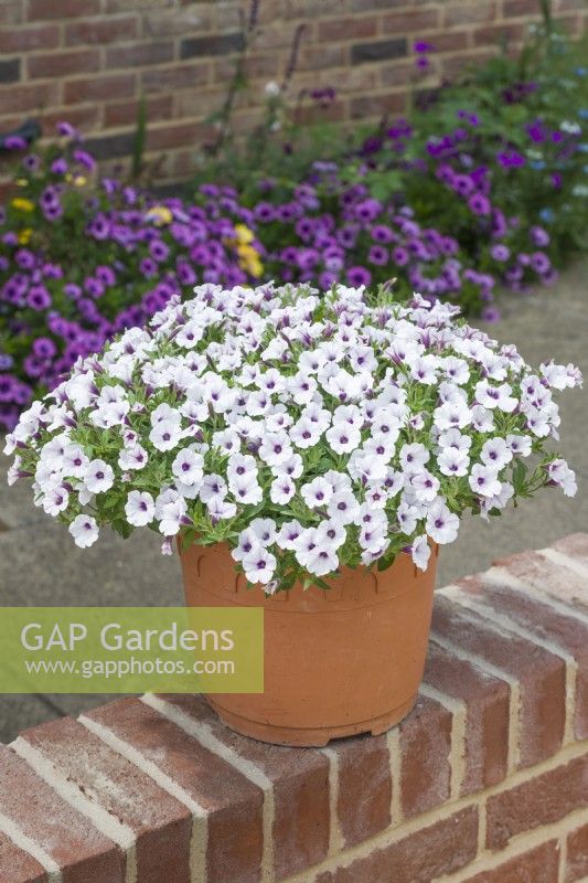 Petunia 'Bubbles White'. Small-flowered petunia growing in a container placed on a low brick garden wall. June