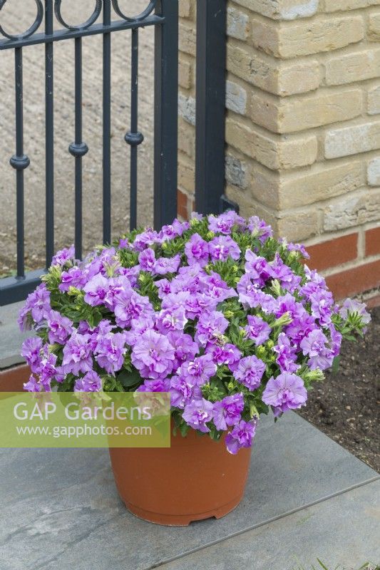 Petunia 'Tumbelina Lilac Ripple'. Trailing double petunia growing in a container. June