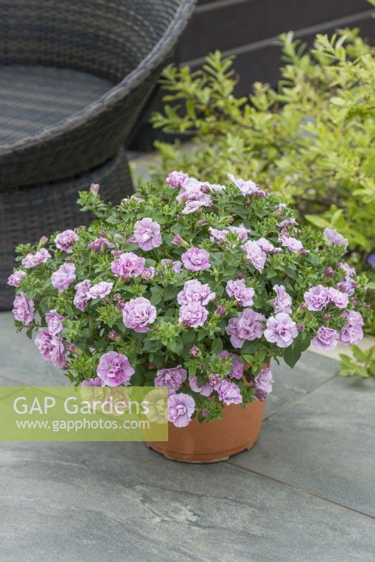 Petunia 'Tumbelina Compact Angela'. Trailing double petunia growing in a container on a terrace. June