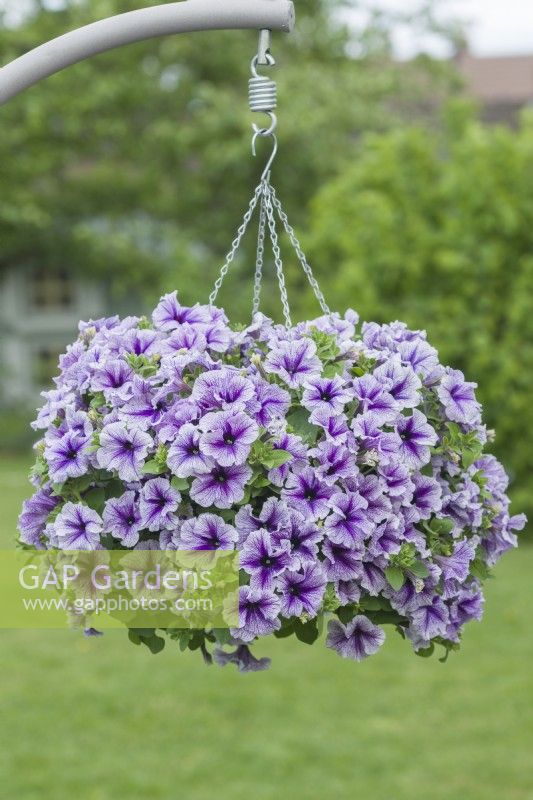 Petunia 'Fanfare Violet Vein'. Hanging basket. May