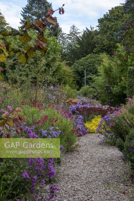 A gravel path through borders of asters and other autumn flowers at The Picton Garden, Herefordshire