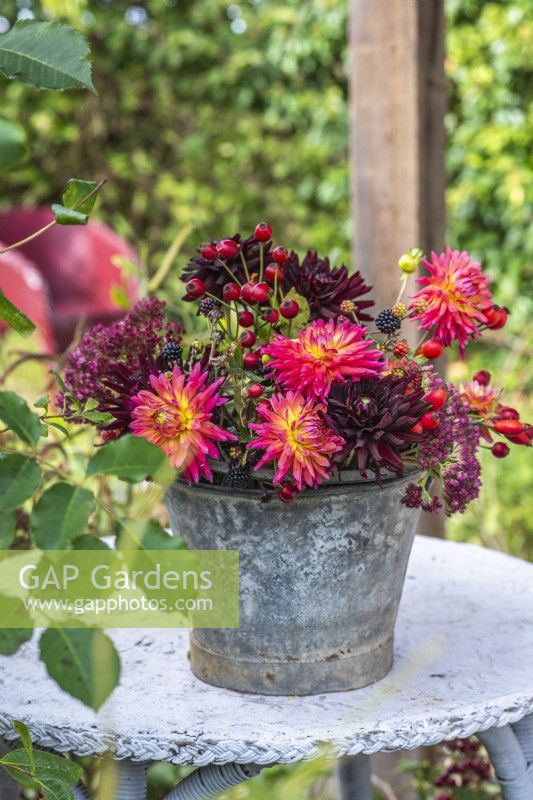 Dahlias, Sedums and foraged berries - hips and haws displayed in metal bucket on table