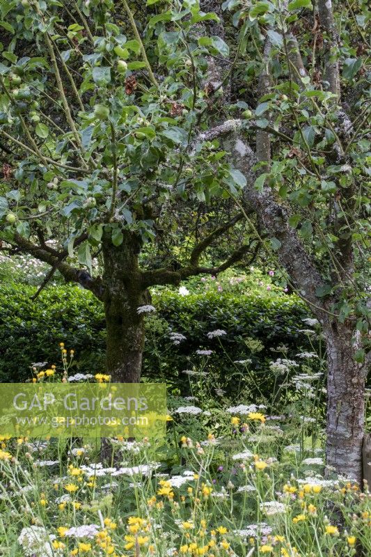 Wild flowers under apple trees at Moor Wood, Gloucestershire