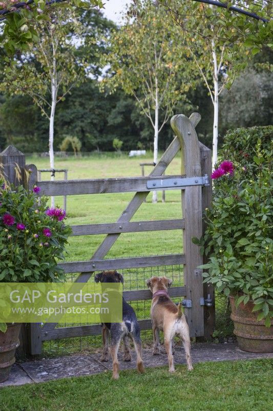 Border terriers looking through a gate in a country garden