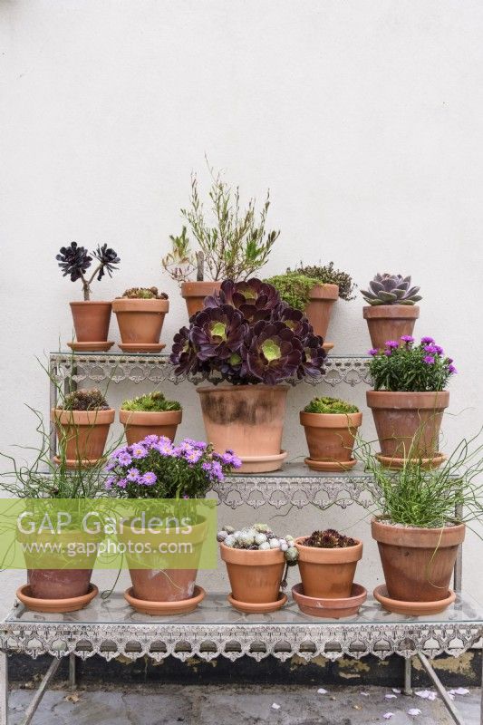 Staging displaying clay pots of succulents in September