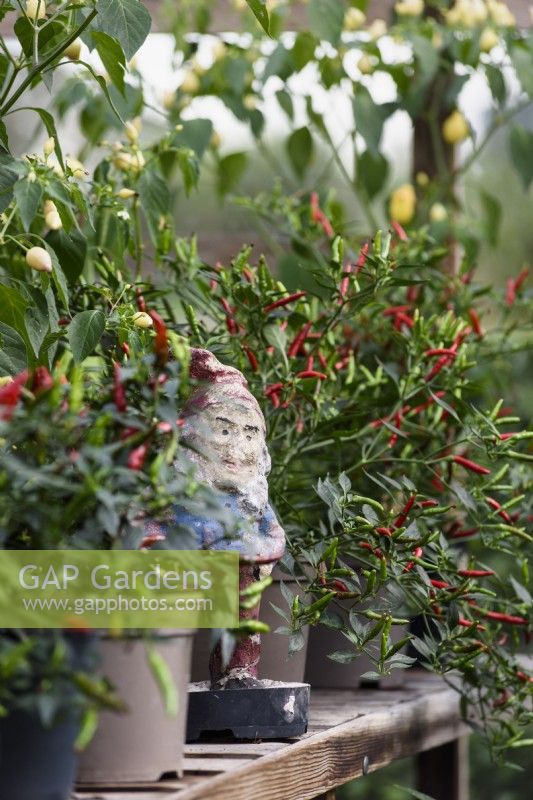 Gnome amongst chillies in a greenhouse