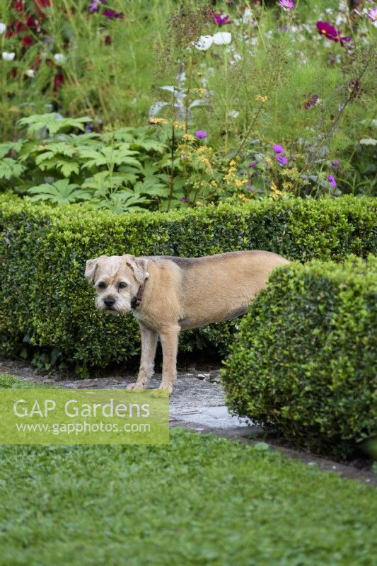 Border terrier in a country garden