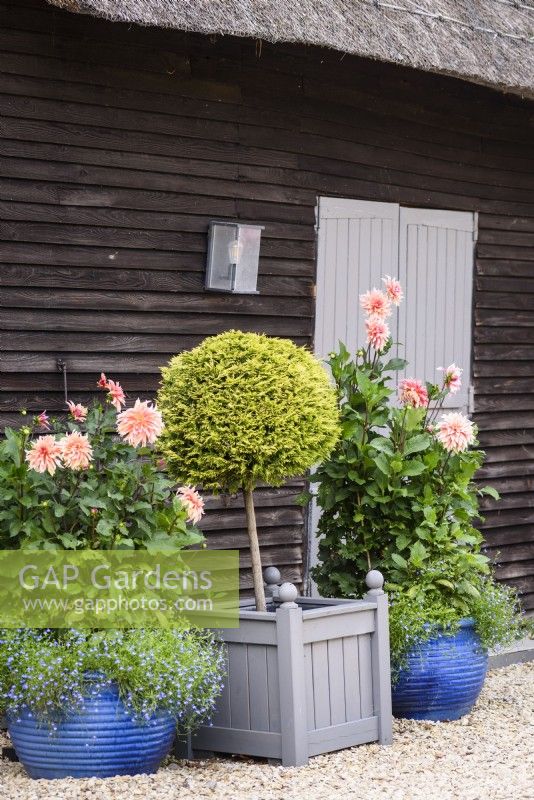 Standard clipped golden conifer framed by pots of dahlias against a barn in September