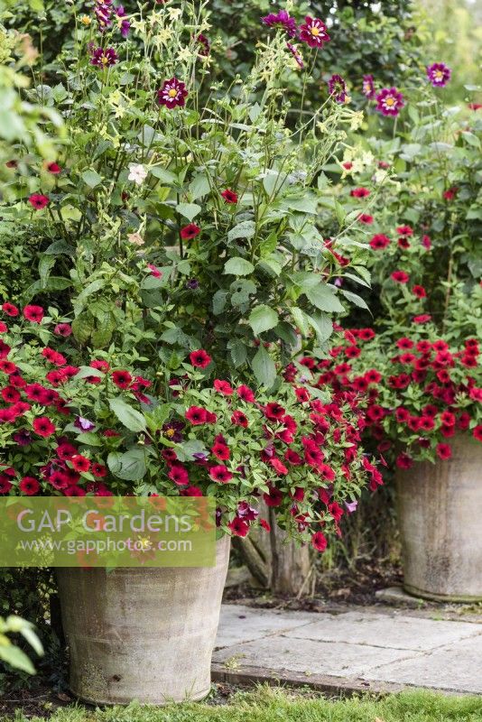 Container of Petunia 'Tidal Wave Red Velour' below Dahlia Eefje in September