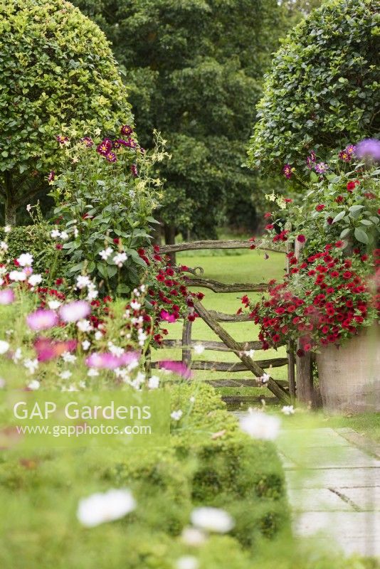 Rustic gate framed by pots of Petunia 'Tidal Wave Red Velour' and Dahlia Eefje in September