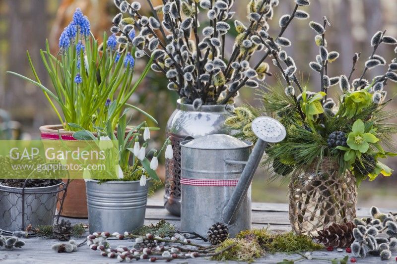 Winter arrangement with snowdrops, grape hyacinths and vases filled with pussy willow, helleborus odorus, pine twigs and ivy berries.