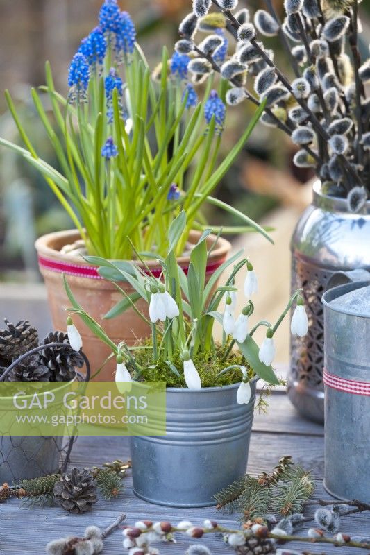 Snowdrops and grape hyacinth displayed in pots.