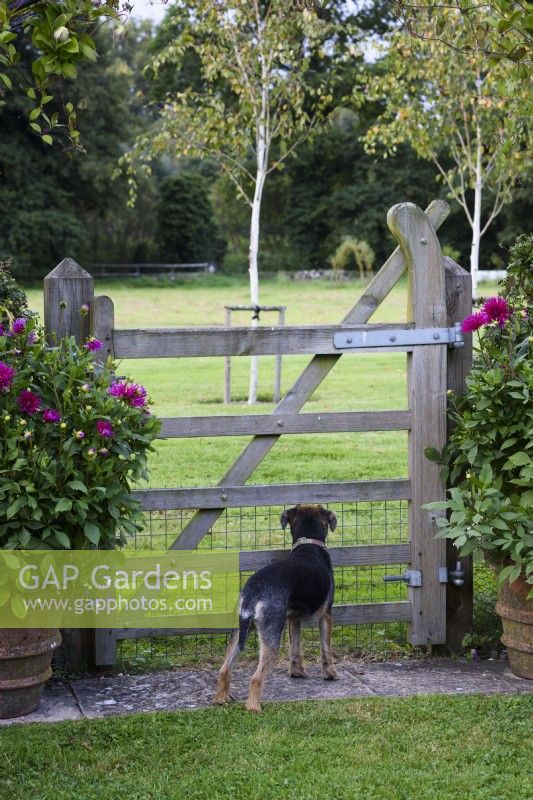 Border terriers in a garden in September