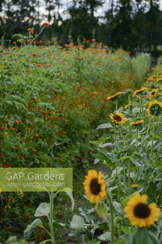 A row of sunflowers with Tithonia rotundifolia and marigolds to the left.