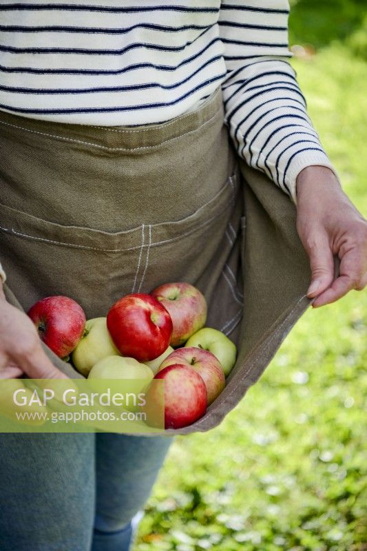 Woman gathering picked apples in apron.