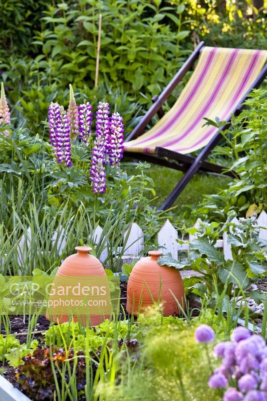 Vegetable bed in early summer with lupin and deckchair in background.