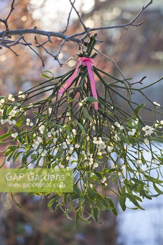 Bunch of mistletoe with red ribbon hanging from tree branch.