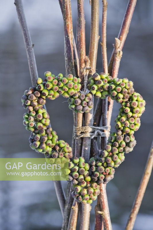 Heart shaped wreath of ivy berries.