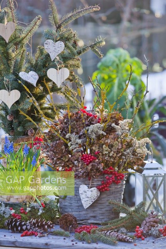 Outdoor winter arrangement with dried hydrangea flowers, twigs with lichens and guelder rose berries.