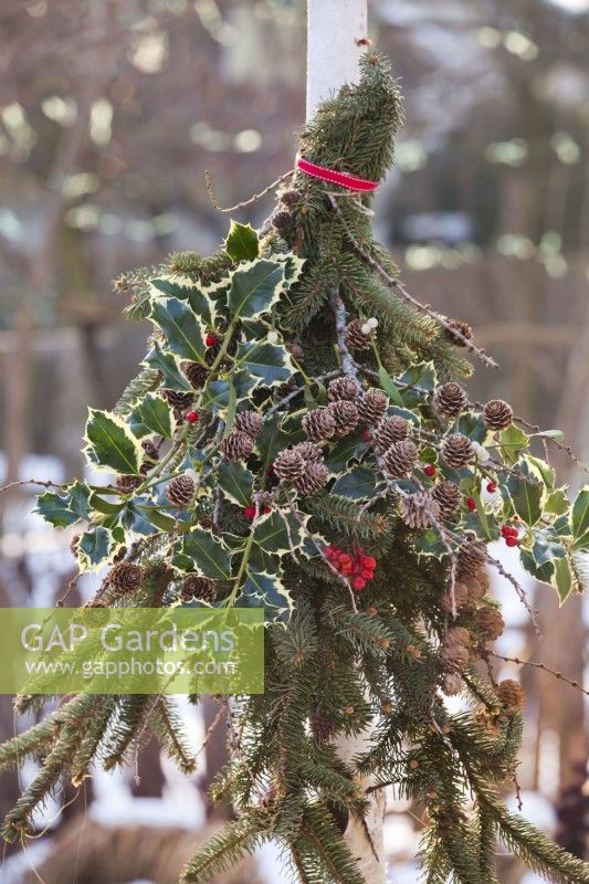 Hanging bouquet of Ilex, guelder rose, spruce and larch with cones.