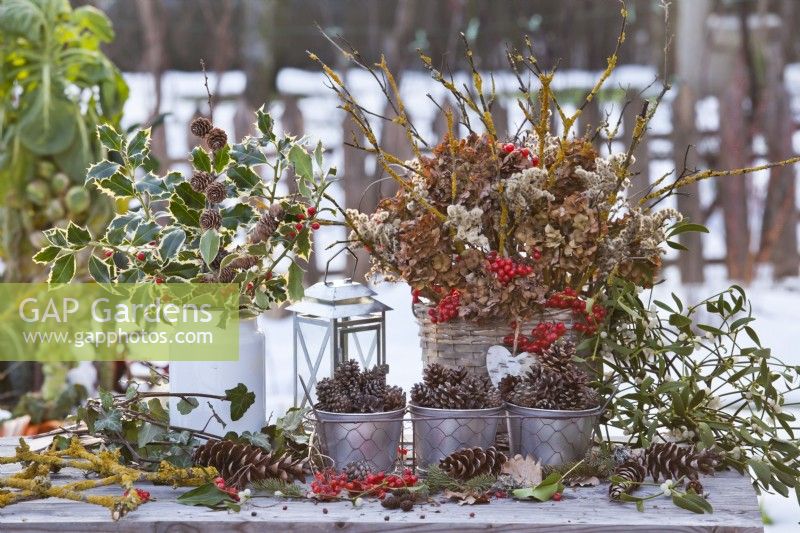 Winter arrangement including bunch of Ilex in milk can, dried hydrangea flowers and guelder rose twigs with berries in woven basket and cones.