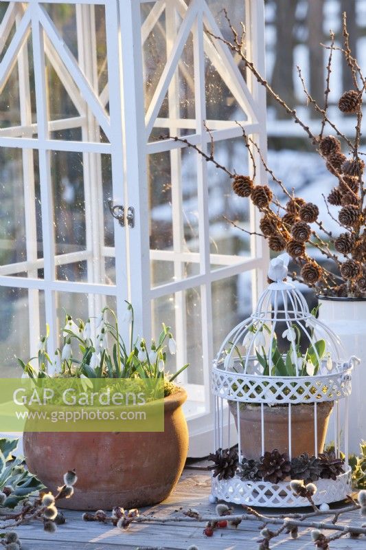 Snowdrops displayed in terracotta pots.